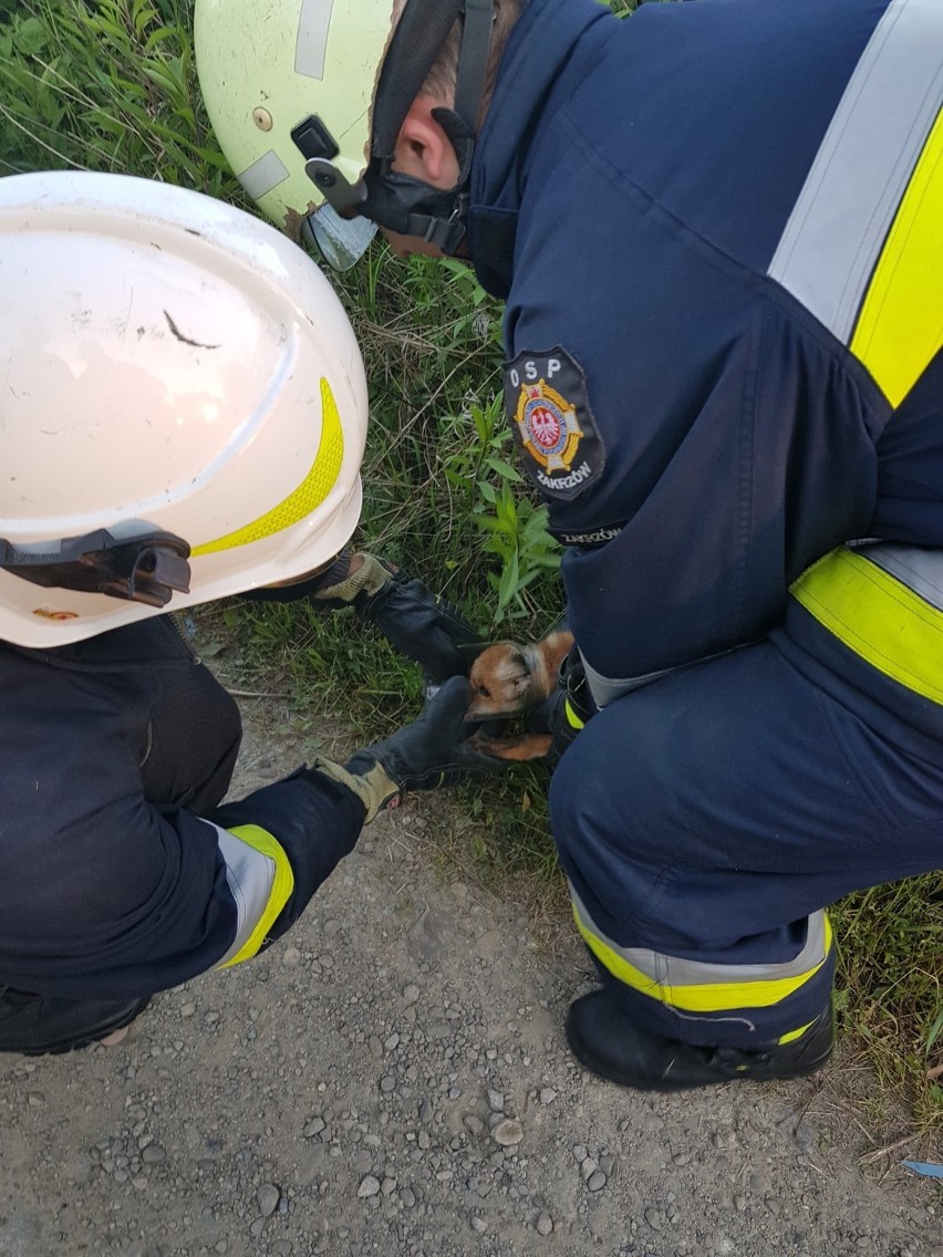 Lisek uratowany przez strażaków z Zakrzowa