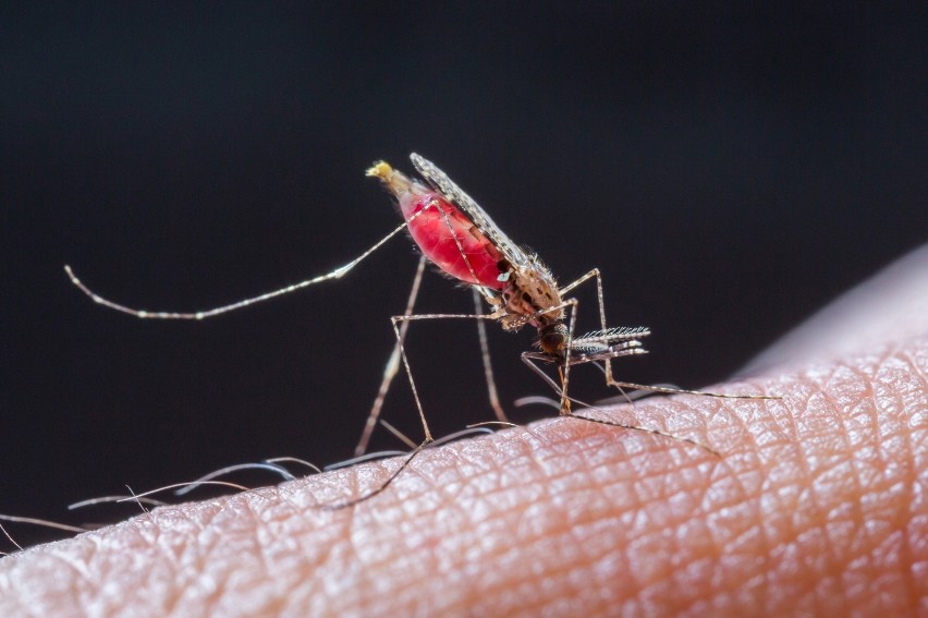 Poza ukąszeniem komara, wirus może być także przeniesiony...