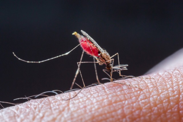 Poza ukąszeniem komara, wirus może być także przeniesiony drogą płciową, lub poprzez transfuzję krwi