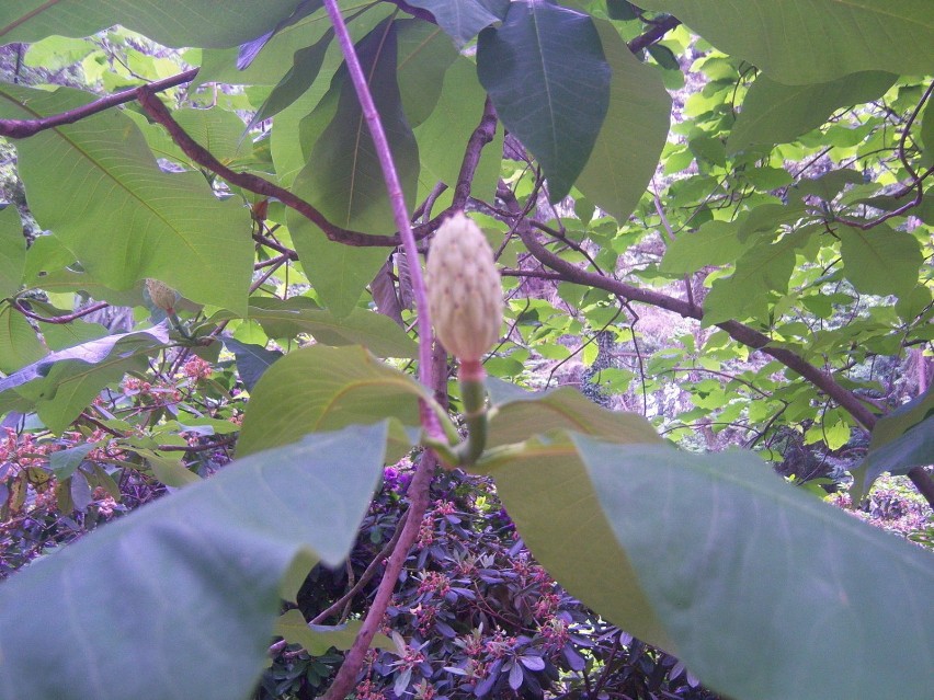 Owoc magnolii parasolowatej,fot. Rafał Grząślewicz