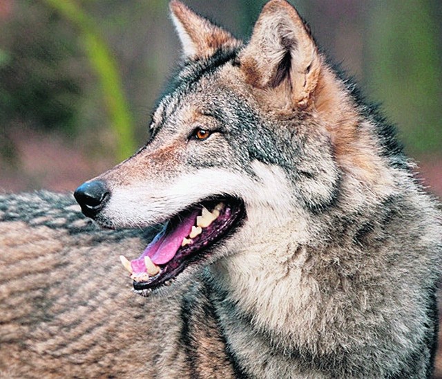 Leśnicy są prawie pewni, że to wilki zagryzają jeleniowate