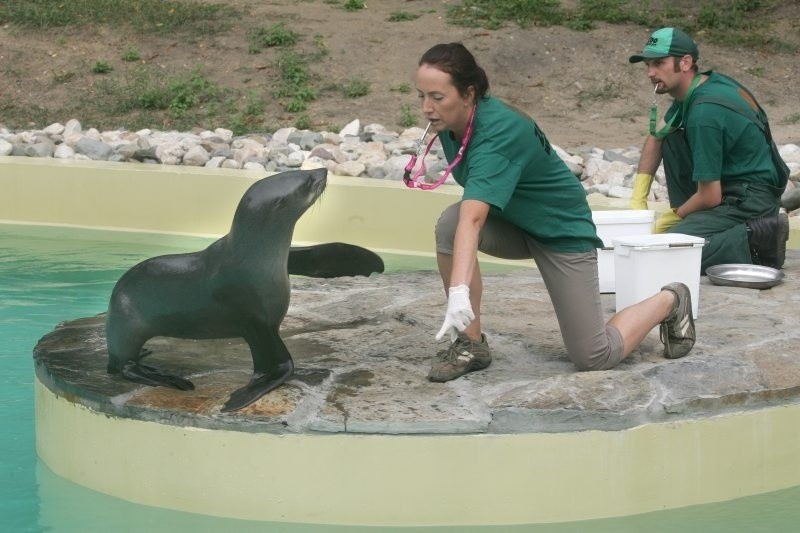 Wrocław: W zoo już zobaczysz kotiki