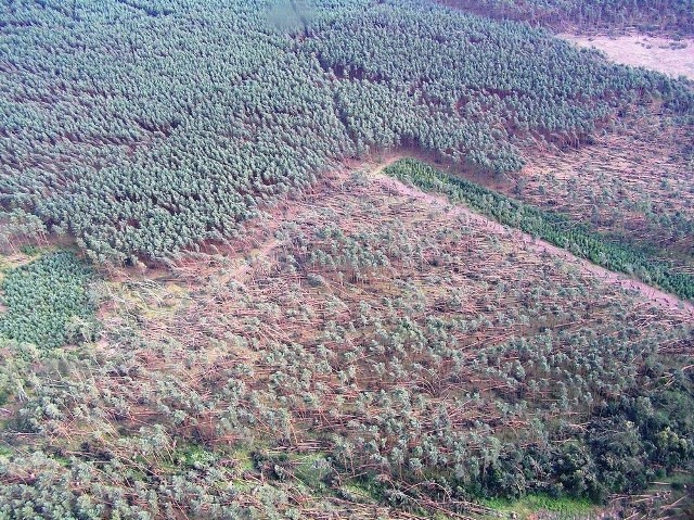 Największe straty poniosło leśnictwo Mierzowice koło Prochowic. Nadleśnictwo szuka firm do usuwania szkód