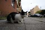 Brzesko: zwyrodnialec odciął kotu łapę siekierą
