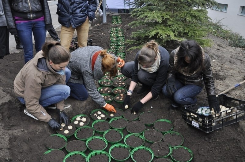 Poznań: Studenci AWF posadzili tysiące kwiatów na terenie uczelni [ZDJĘCIA]