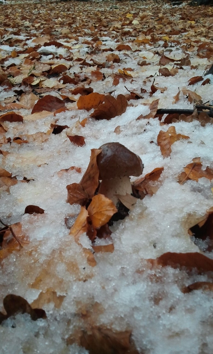 Pierwszy śnieg sezonu zimowego 2012/2013