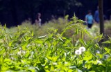 Park Ludowy zarosły wysokie pokrzywy i trawy