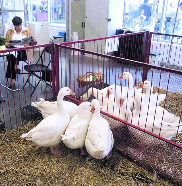 Wystawcy Farmy pokażą premiery  produktów z targów hodowli w Hanowerze
