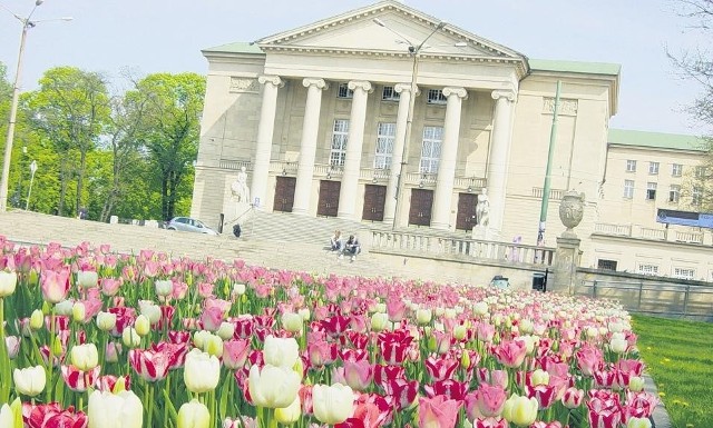 w całym Poznaniu kwitnie około 100 tysięcy kolorowych kwiatów