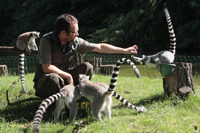 Nowe zoo w Poznaniu: Zwierzęta i ich opiekun [ZDJĘCIA]