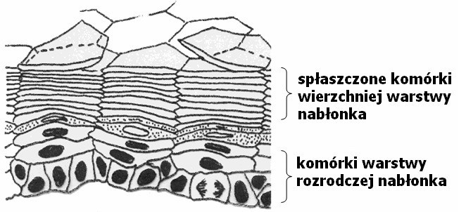 Matura 2013: Biologia - podstawa [ARKUSZE, ODPOWIEDZI]