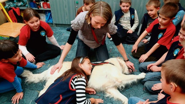 Dzieciaki z II b w Zespole Szkół Ogólnokształcących Integracyjnych nr 7 w Krakowie na zajęciach z Agabą miały prawdziwą frajdę.Słuchały jak oddycha, przytulały się do niej i błyskawicznie nawiązywały z psem kontakt emocjonalny