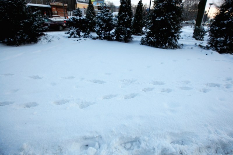 Znowu śnieg! Bardzo długa zima spustoszy nasze portfele?