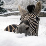 Egzotyczne zwierzaki lubią śnieg [ZDJĘCIA]