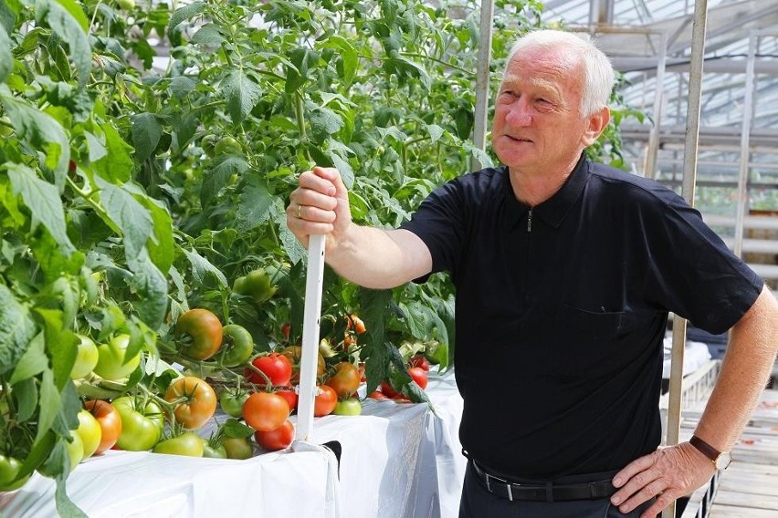 Prof. Andrzej Komosa i jego aeroponiczna uprawa pomidorów.