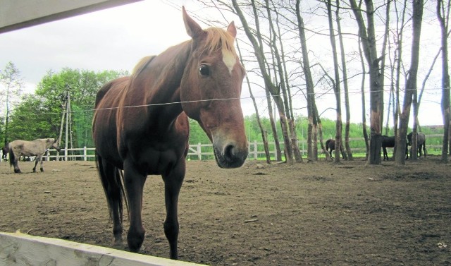 Władze Gdyni chcą m.in., by w ośrodku hipoterapii było więcej koni