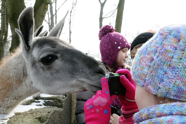 W zoo można spotkać sympatyczne lamy lub gady. W Walentynki w programie zwiedzania całowanie żab!