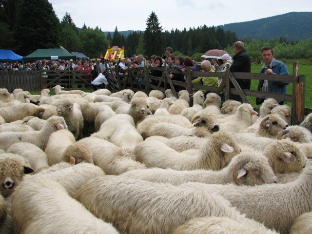 Górale z Soblówki promują tradycje pasterskie [ZDJĘCIA]