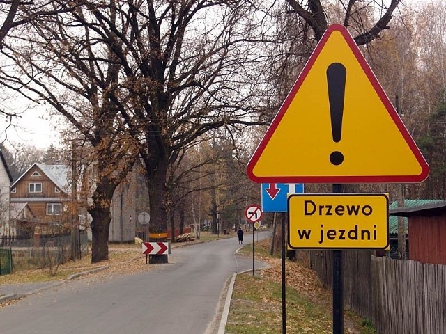 To drzewo pod Zwierzyńcem ocalono przed ścięciem