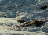 Beskid Sądecki: wilki zeszły z gór na polowanie