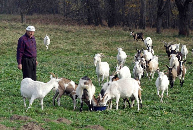 Marianowi Koniecznemu zdziczałe psy zagryzły już 13 kóz. Obawia się, że jeszcze bardziej mogą przetrzebić stado