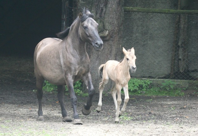 Koniki polski (tarpan) ma się świetnie, ale jeszcze czeka na swoje imię