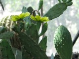 W palmiarni kwitną kaktusy [GALERIA ZDJĘĆ]