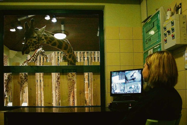Pani Sylwia Szarmach bacznie obserwuje żyrafy - przez okno, a także w komputerze