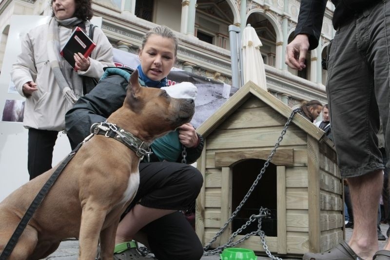 Poznań: Akcja &quot;Zerwijmy łańcuchy&quot; na Starym Rynku. Zdjęcia