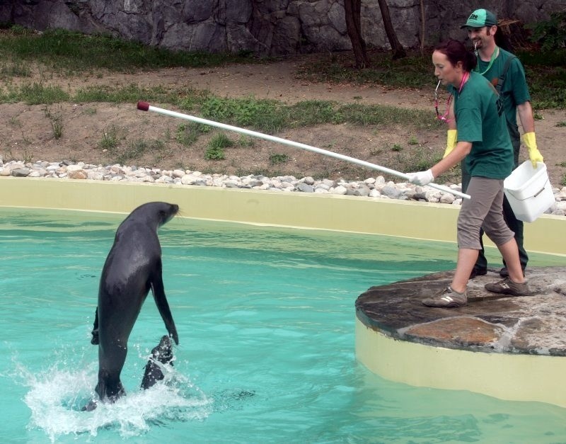 Wrocław: W zoo już zobaczysz kotiki