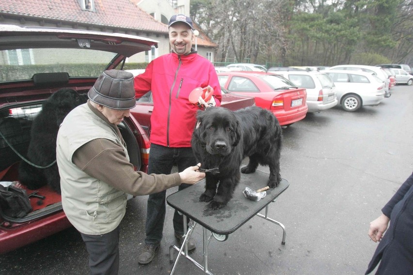 Wystawa psów rasowych w Gliwicach [ZDJĘCIA]