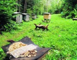 Przysietnica: tajemnicze zwierzęta wystraszyły pszczelarzy
