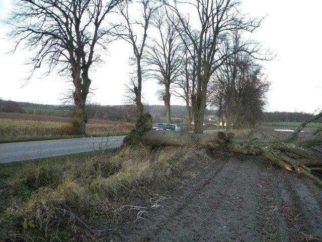Powalone drzewa po nawałnicy, która przeszła nad powiatem szamotulskim.