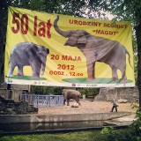 Słoń z łódzkiego zoo kończy dziś 50 lat!