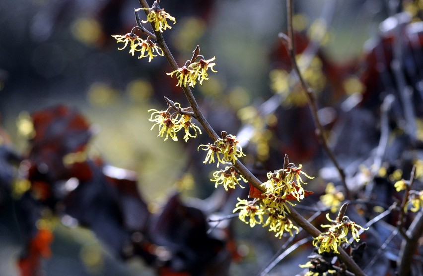 Wiosenne porządki w Ogrodzie Botanicznym i Skansenie