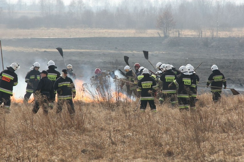 Kilka hektarów łąk spłonęło w Pabianicach [ZDJĘCIA]