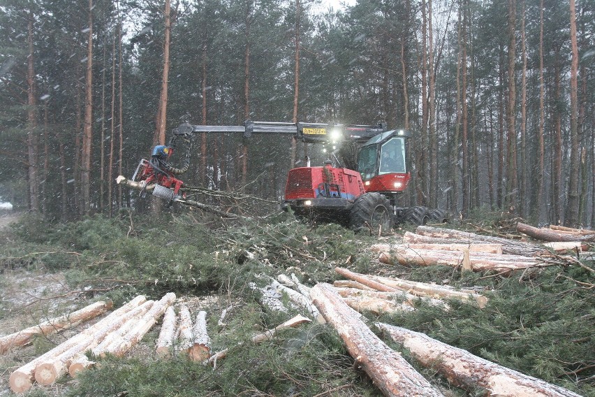 Zanim ruszy budowa pasa, trzeba wyciąć 6 hektarów lasu