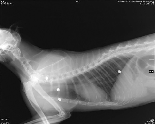 Zdjęcie rentgenowskie postrzelonego kota ze śladami śrutu