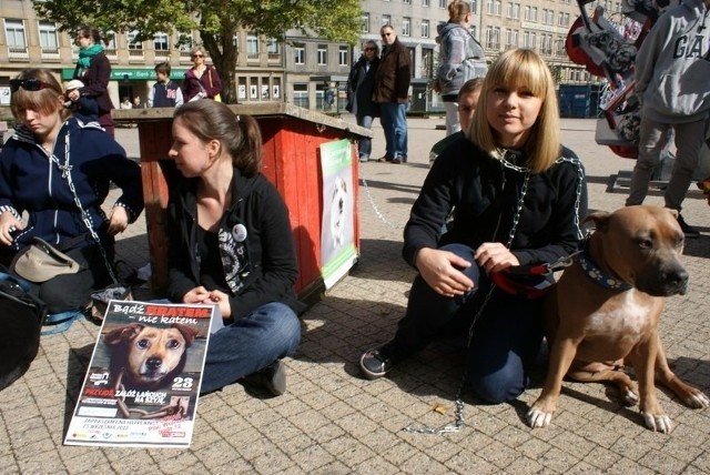 Na placu Wolności w Poznaniu kilkadziesiąt osób przykuło się do psich bud. Tak zwracali uwagę na łamanie przepisów ustawy o ochronie zwierząt