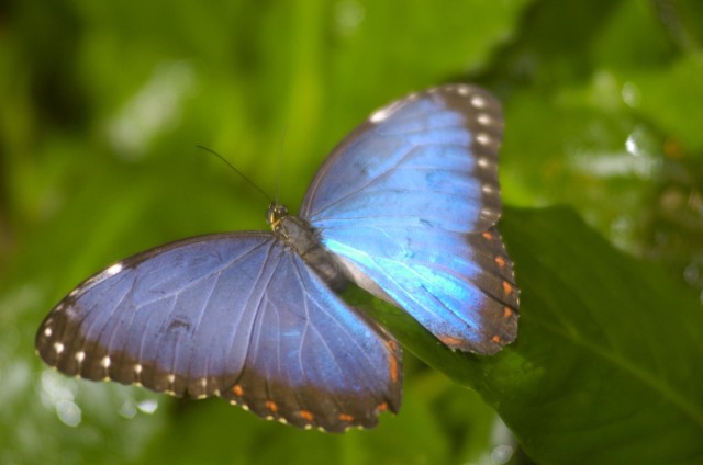 W Palmiarni Poznańskiej będzie można oglądać żywe motyle