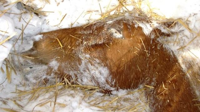 Zwierzęta zostawił bez opieki właściciel gospodarstwa w Mienianach