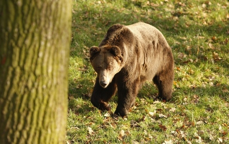 Krzywdzone niedźwiedzie znajdą azyl w Nowym ZOO w Poznaniu 
