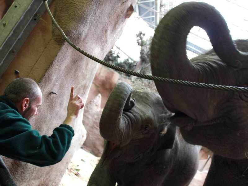 Wrocławskie zoo się szkoli: Jak karmić małpy i czyścić słonie...