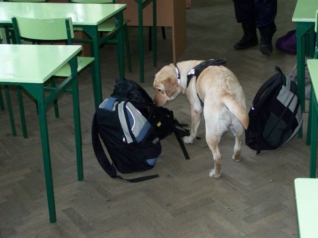 Nikita, pies Straży Miejskiej, znalazła gram marihuany w łódzkiej szkole.