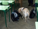 Pies straży miejskiej znalazł narkotyki w szkole