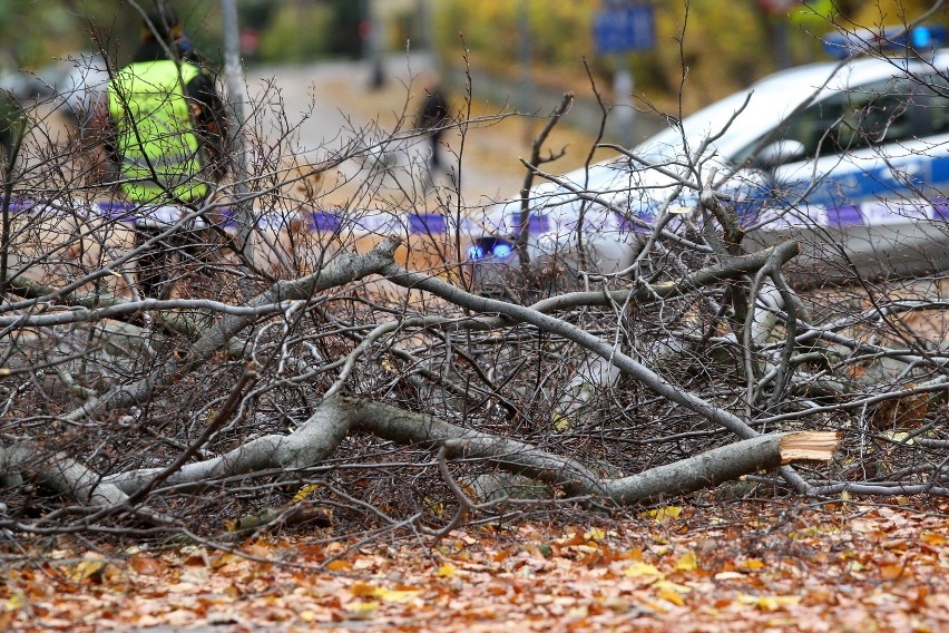 Drzewo zabiło kobietę w Sopocie