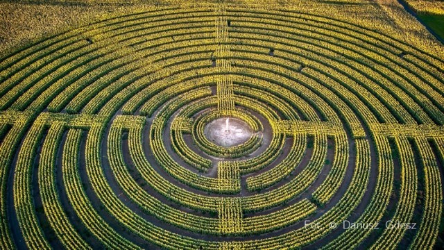 Olbrzymi labirynt w polu kukurydzy. Niezwykła atrakcja w sercu Dolnego Śląska