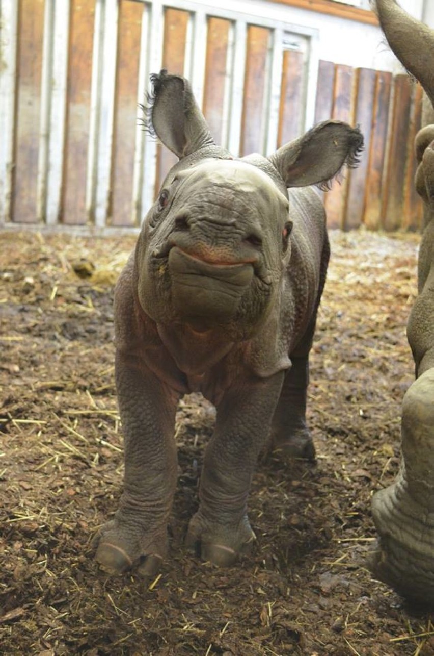 To nowy mieszkaniec Warszawy. W ZOO urodził się nosorożec...