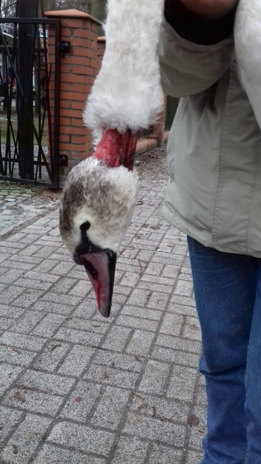 Oskórowany łąbędź na jeziorze Trzesiecko w Szczecinku [zdjęcia]