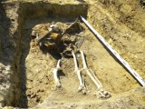 Gmina Gołuchów. Na jednym z pól we Wszołowie odkryto grób niemieckich żołnierzy poległych w 1945 roku